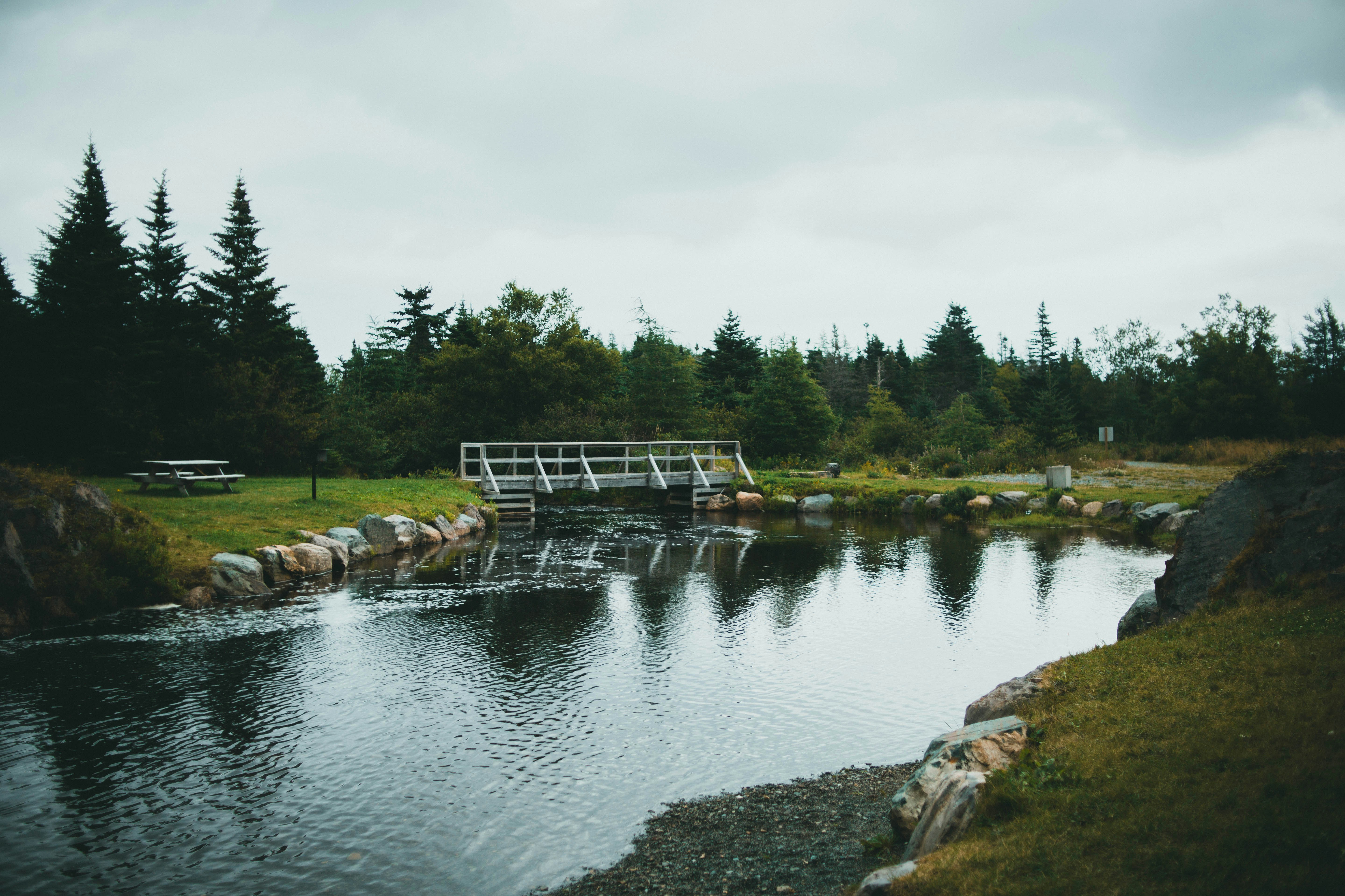 green trees beside river under white sky during daytime
