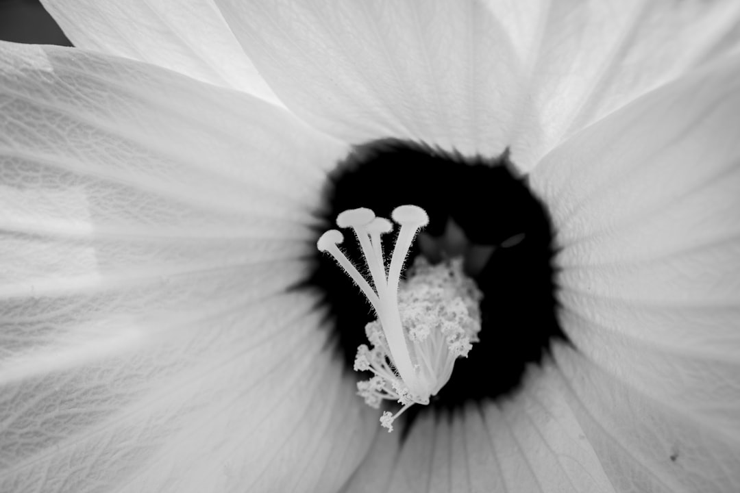 grayscale photo of white flower