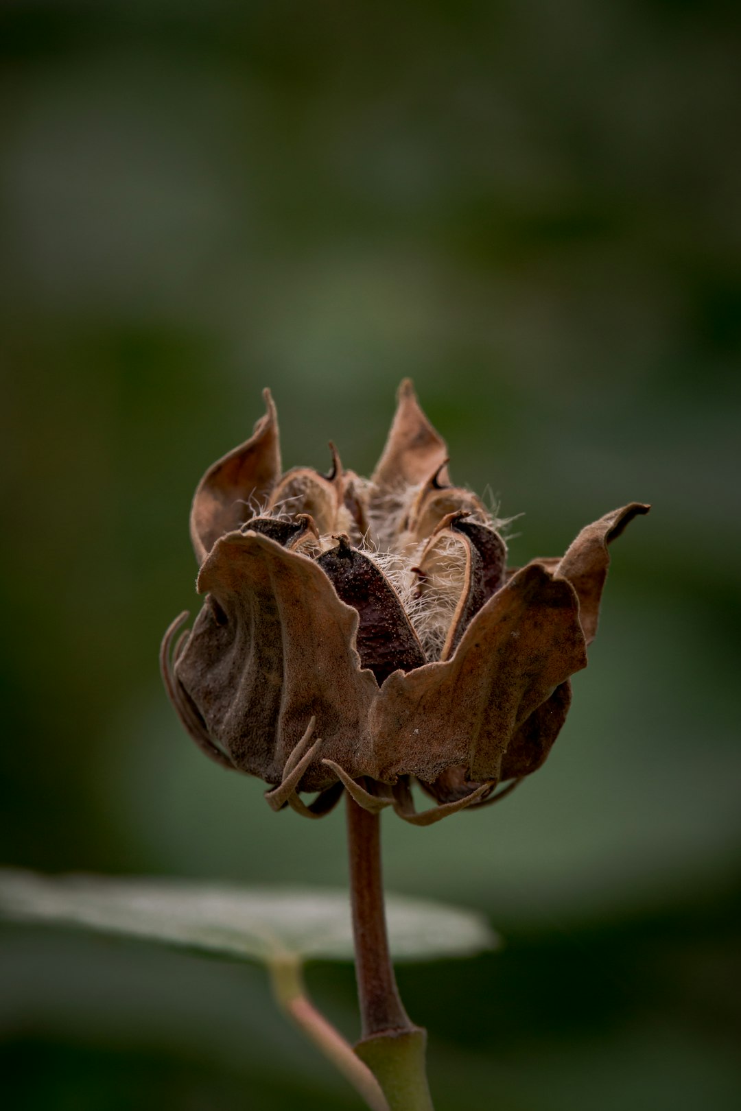 brown flower in tilt shift lens