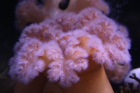 A close-up of a soft coral with numerous small, fluffy, pinkish polyps creating a textured, delicate appearance. The coral has a natural, gentle curvature and is contrasted against a dark background that enhances its vibrant color.