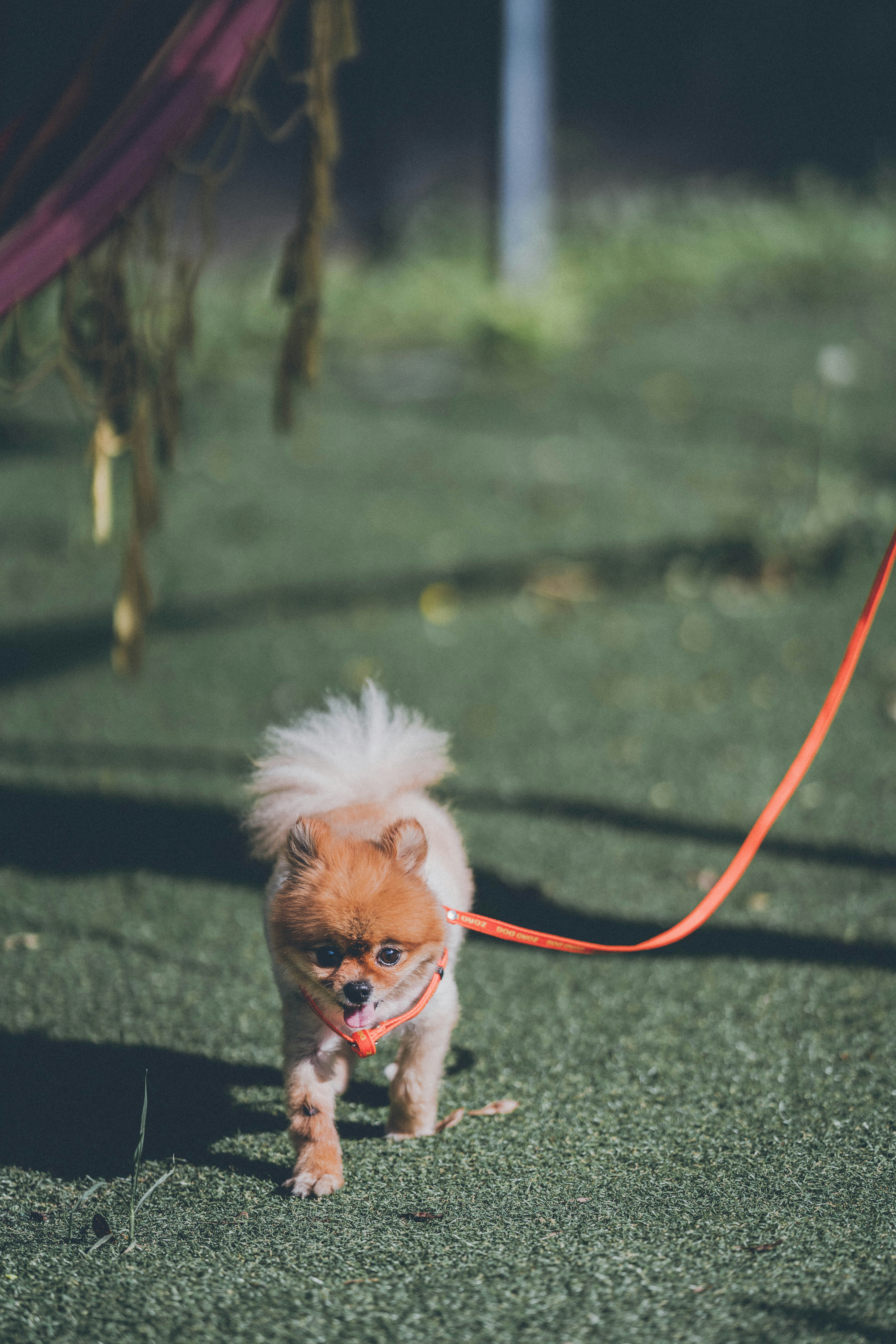 昼間の黒い岩の上の茶色と白のポメラニアン子犬の写真 Unsplashで見つける吊り革の無料写真