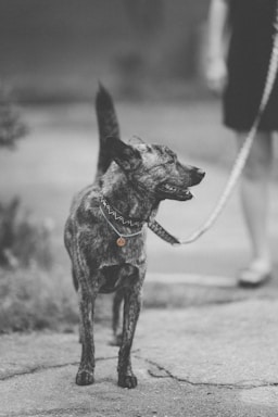 A medium-sized dog with a brindle coat stands on a paved surface, wearing a patterned collar and an identification tag. The dog is leashed, and part of a person's leg is visible, suggesting the dog is being walked. The image is in black and white, adding a nostalgic or artistic effect.
