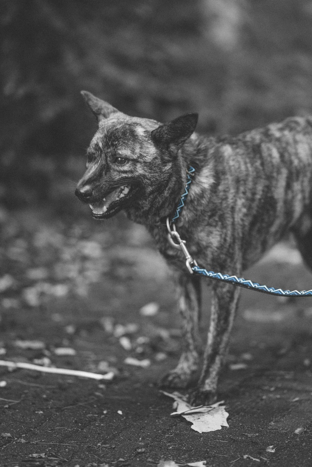 grayscale photo of dog with blue leash