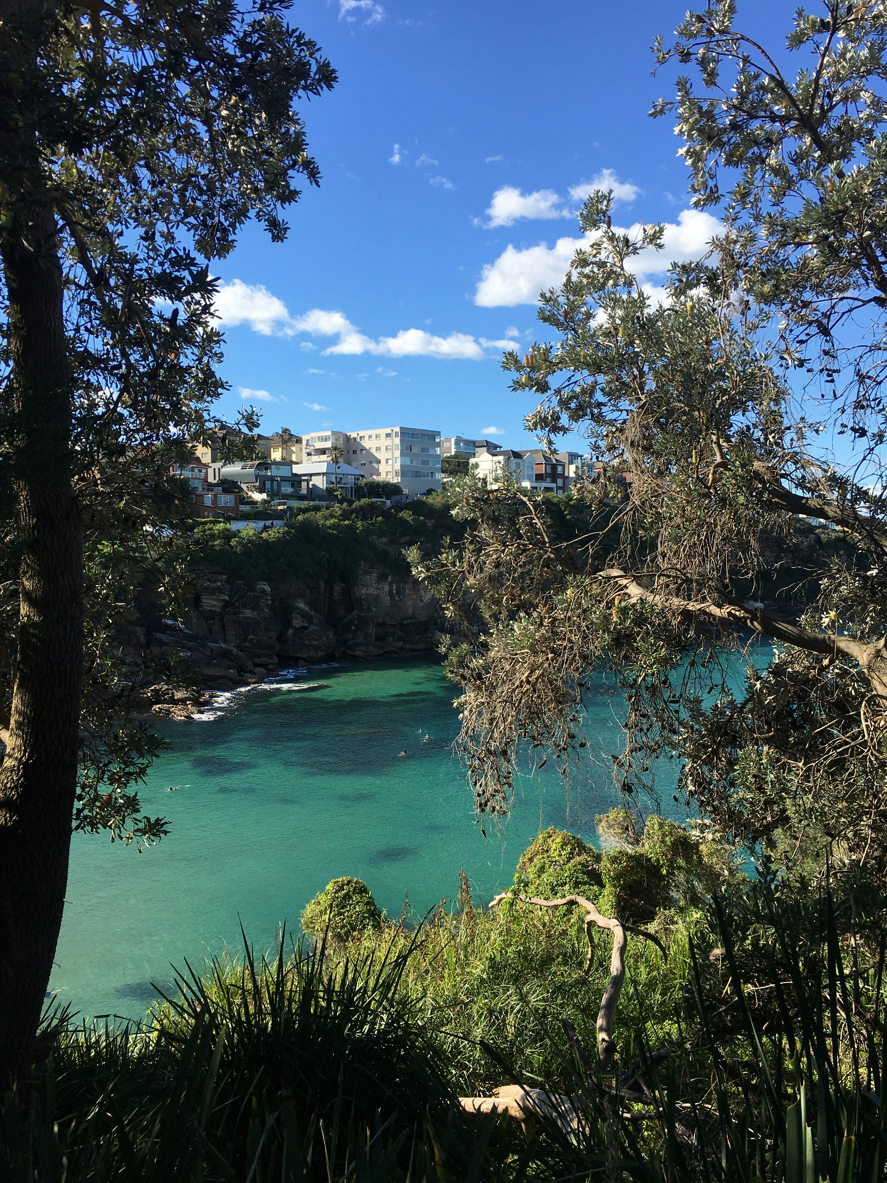 green trees near body of water under blue sky during daytime