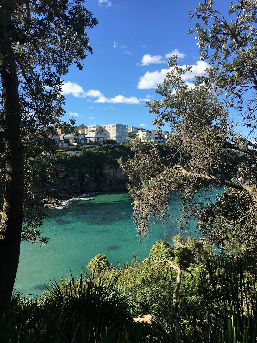 green trees near body of water under blue sky during daytime