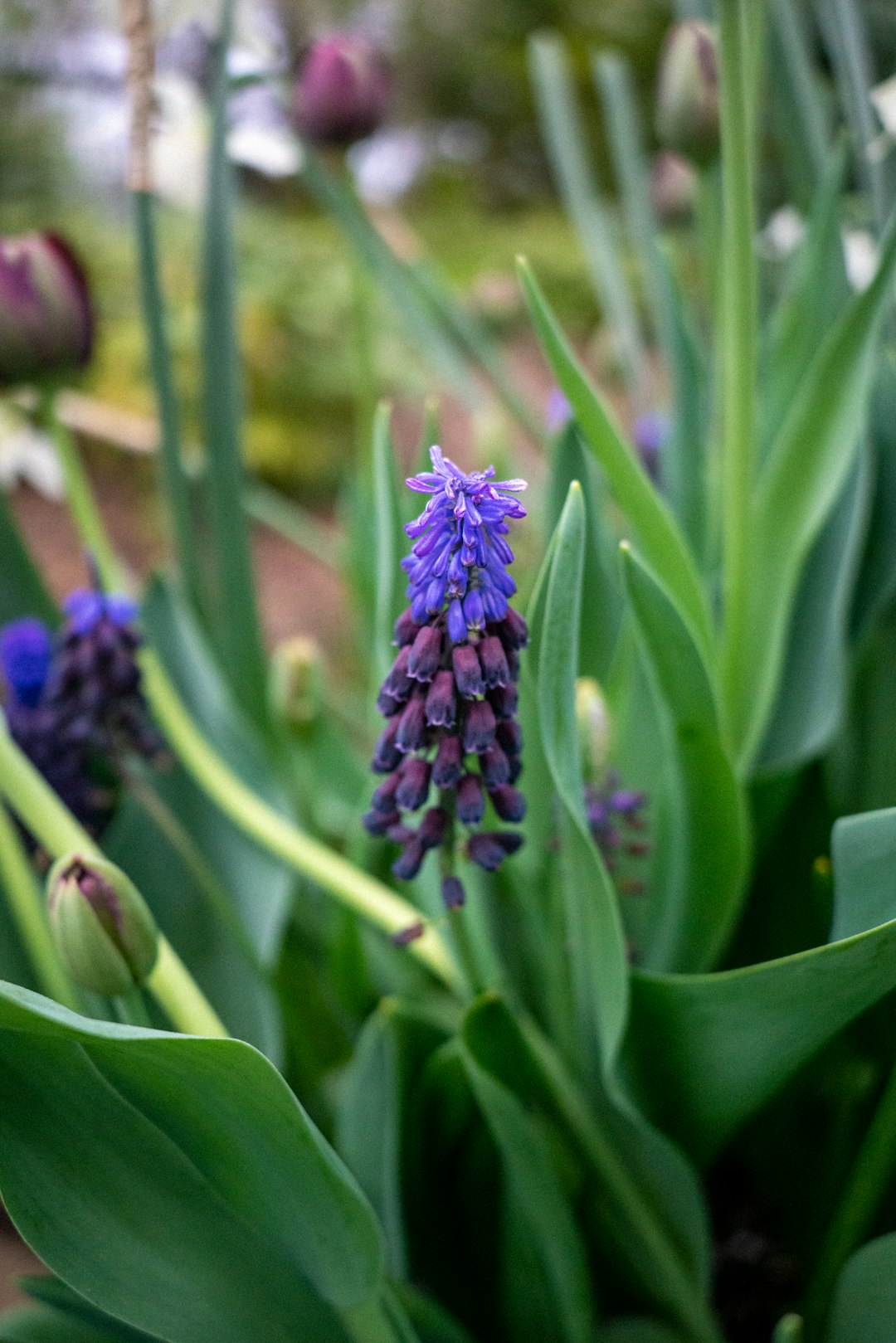 purple flower in macro lens