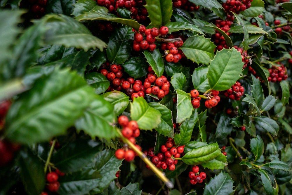 red round fruits on green leaves