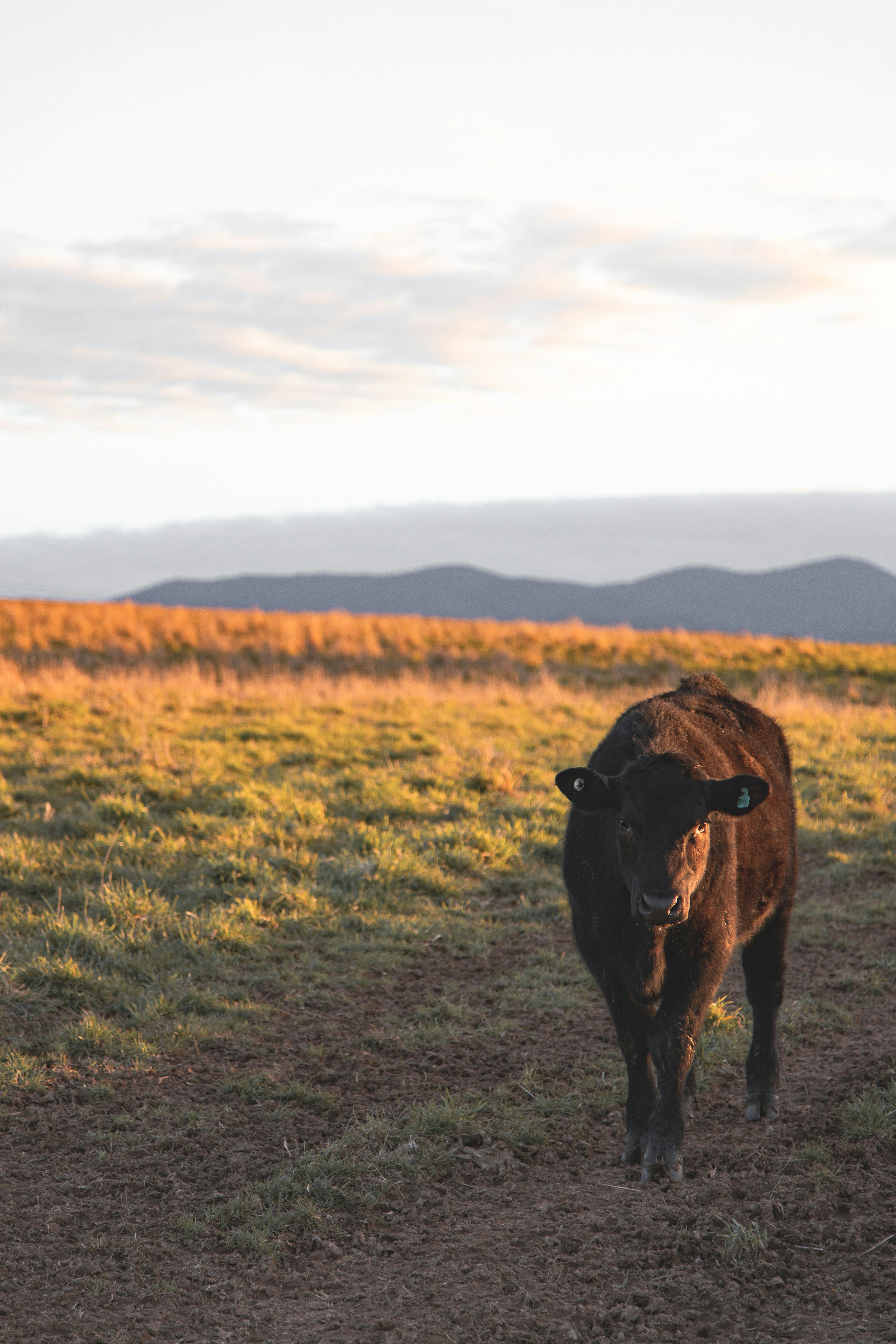 black cow on green grass field during daytime