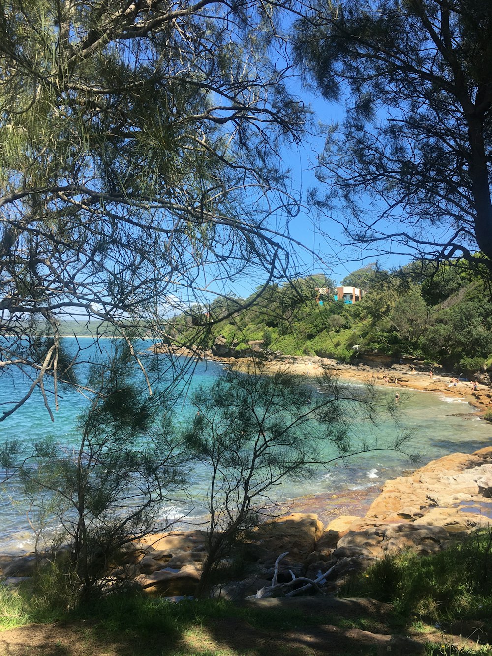 green trees near body of water during daytime