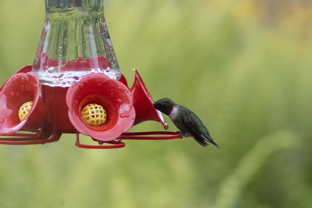 black and red humming bird