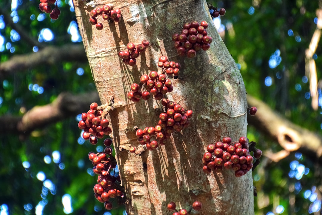 red round fruits on brown wooden tree