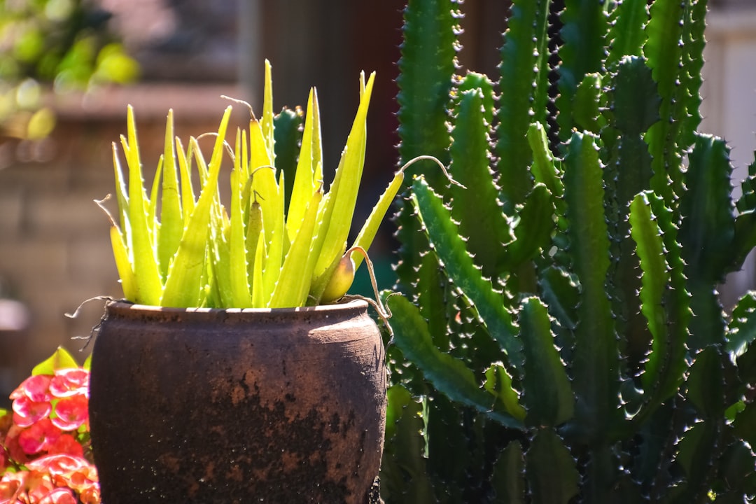 green cactus plant in brown clay pot