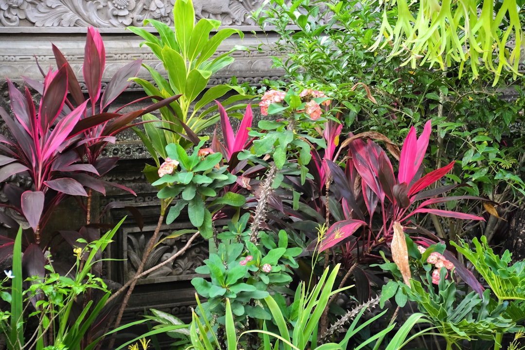 red and green plant near gray concrete wall
