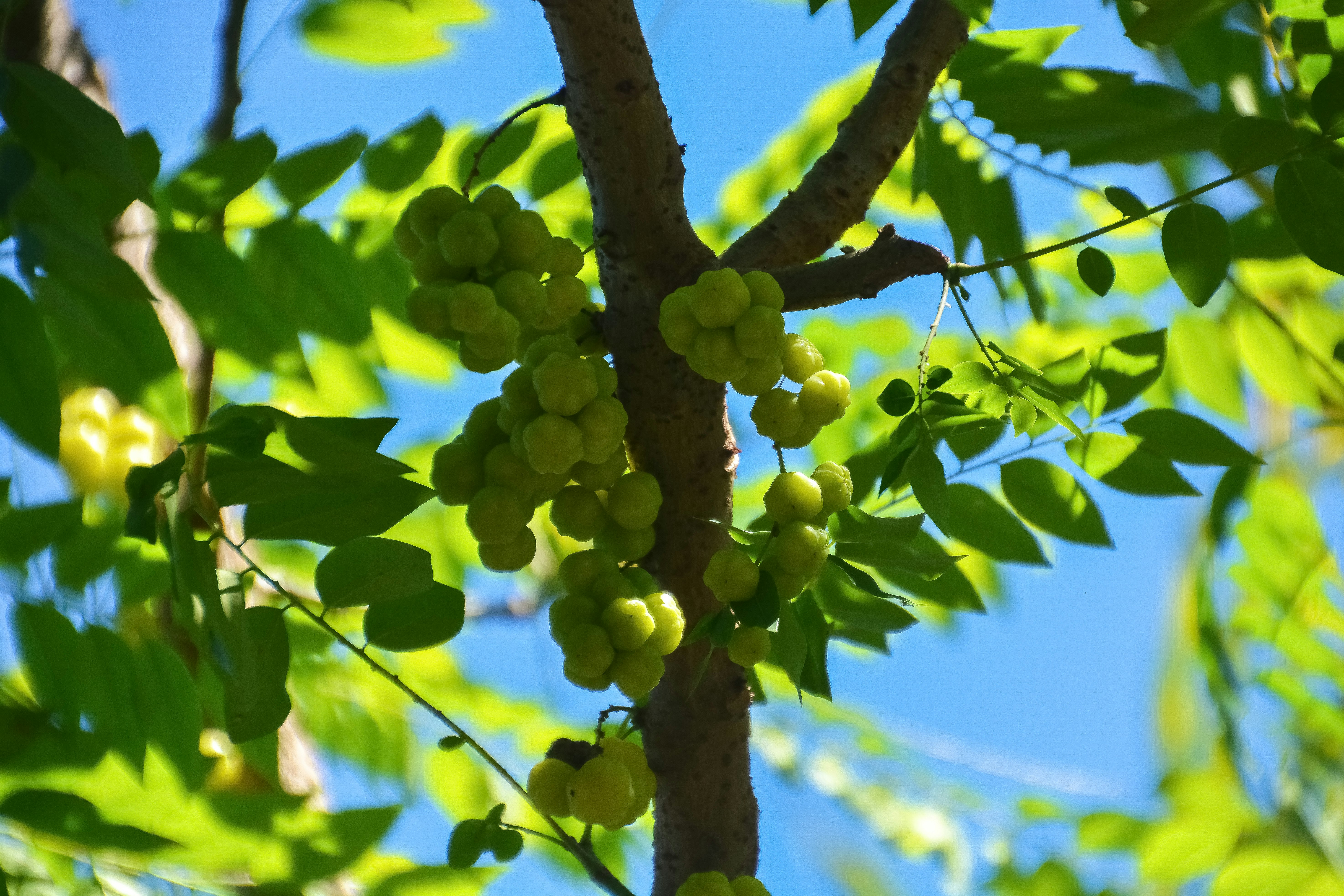 green grapes on tree during daytime