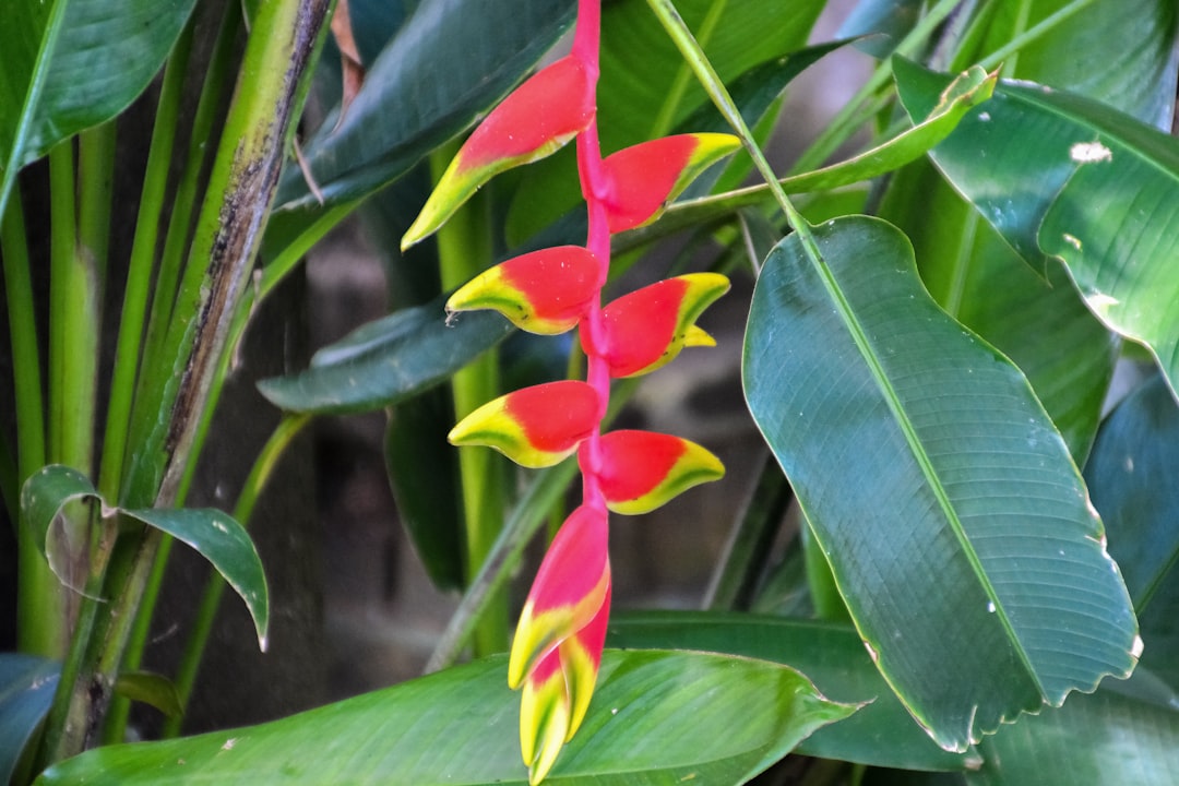 red and blue flower buds