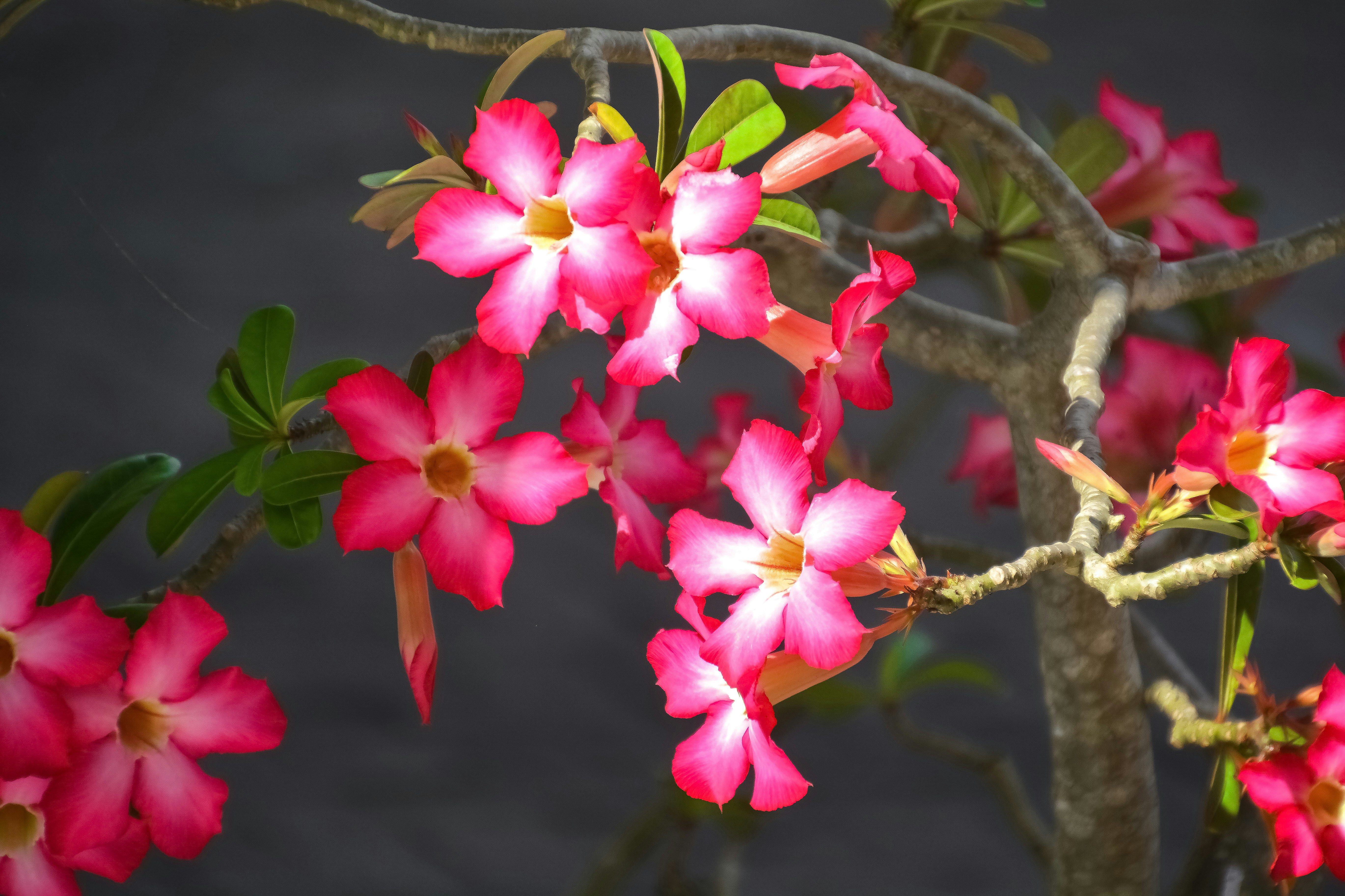 茶色の木の枝にピンクと白の花の写真 Unsplashで見つける自然の無料写真