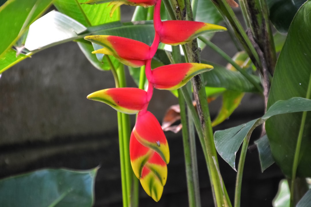 red and yellow flower in close up photography