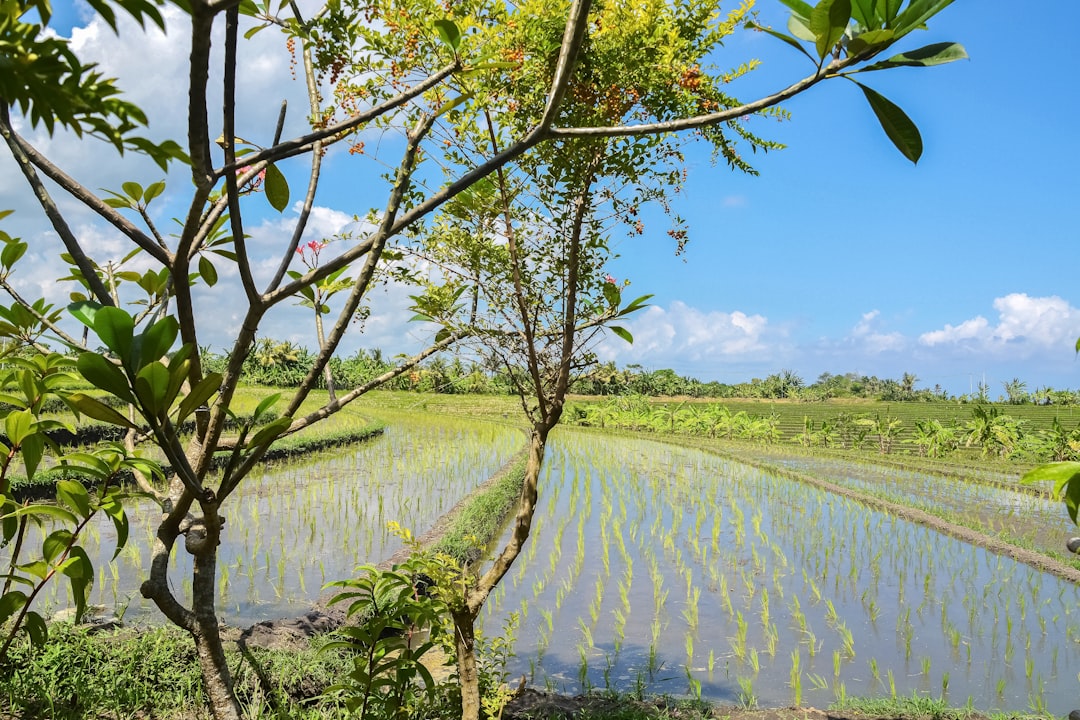 green grass field near river under blue sky during daytime