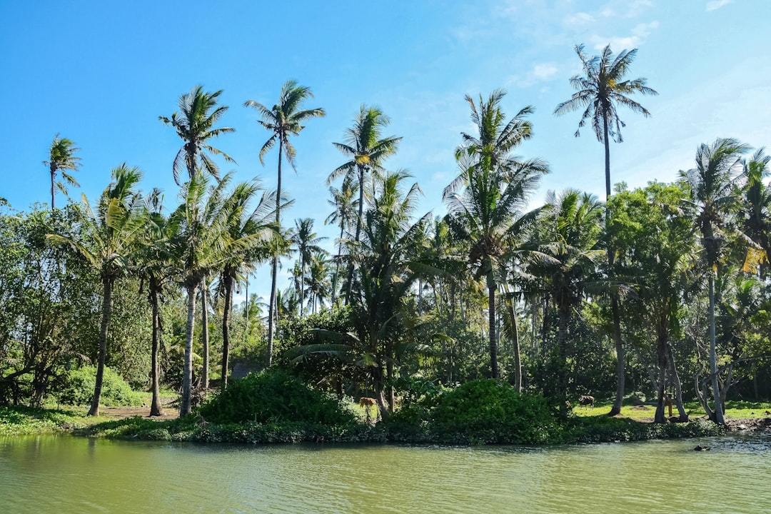 green palm trees near body of water during daytime