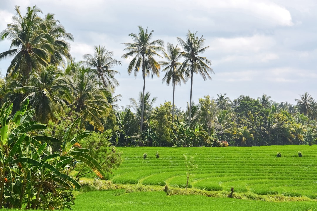 green grass field surrounded by green palm trees during daytime