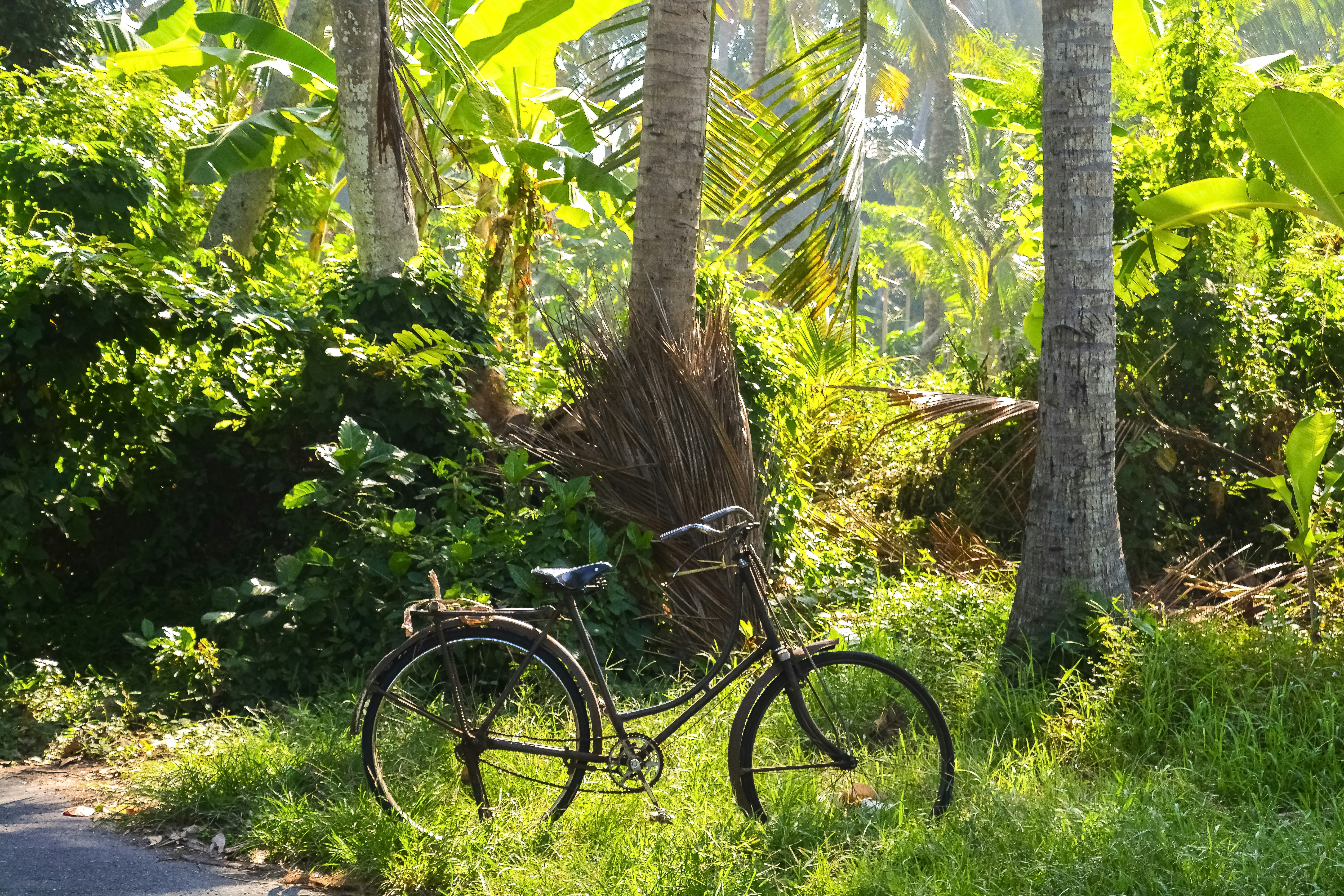 blue commuter bike parked beside green trees during daytime