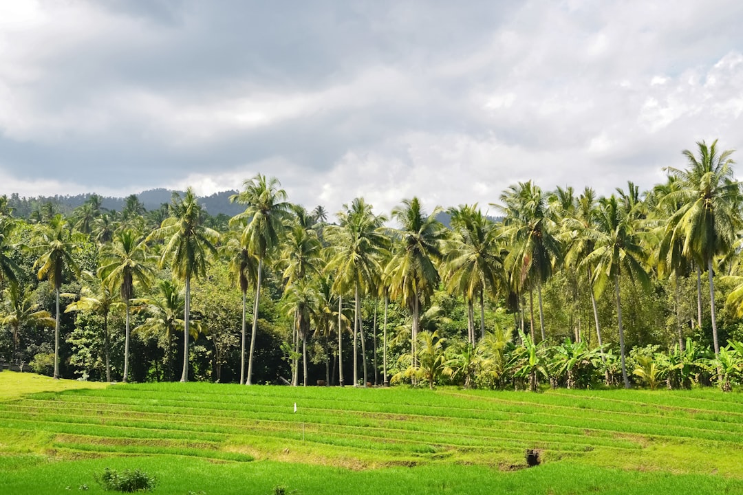 green coconut trees on green grass field under white clouds during daytime