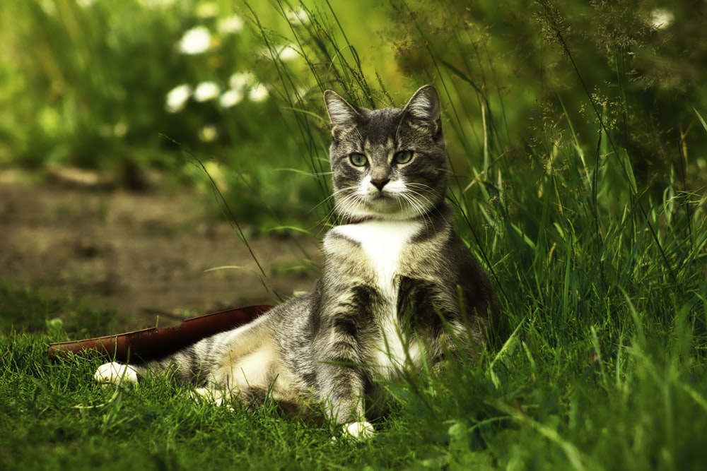 brown tabby cat on red textile