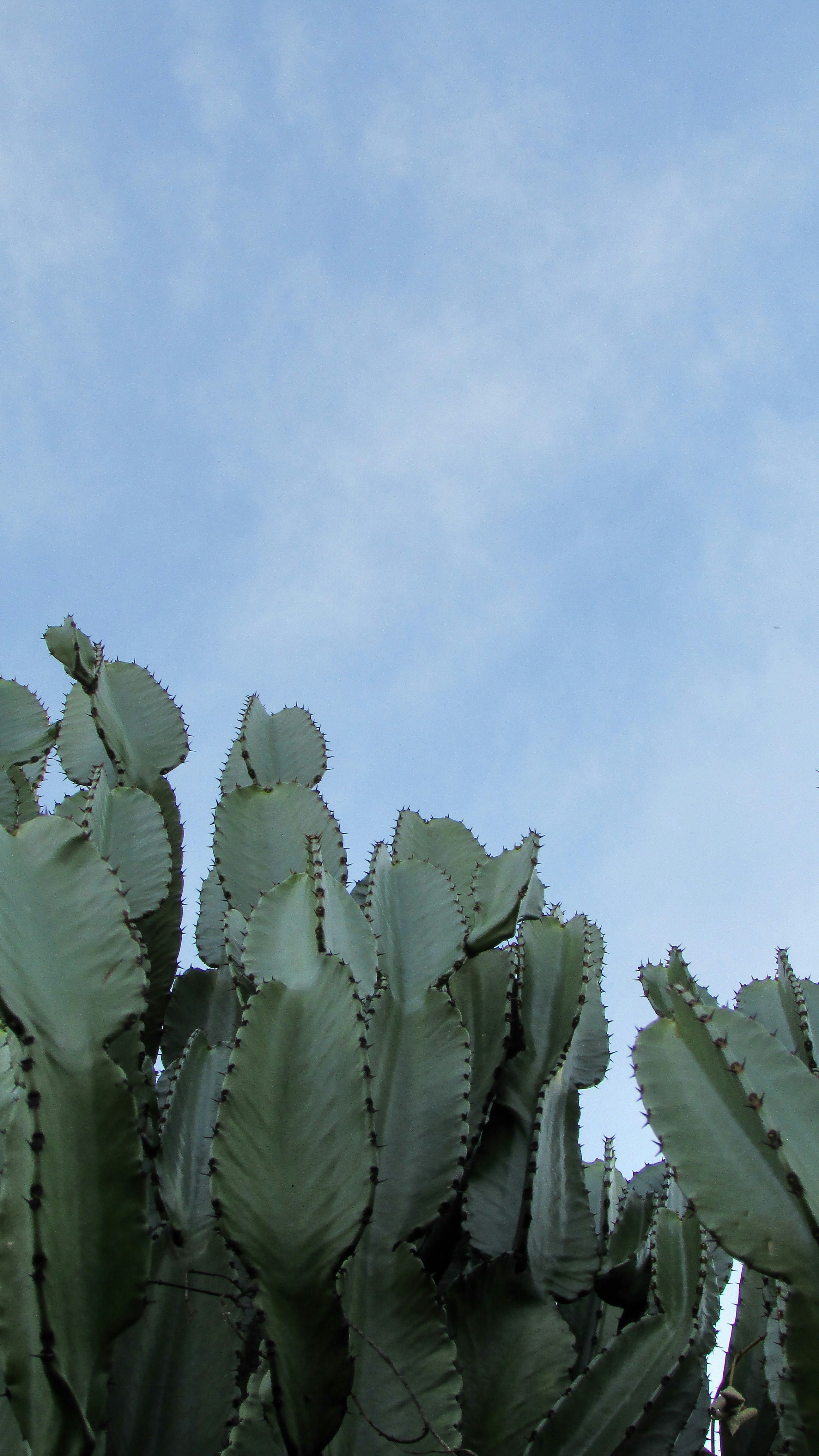 Cacti have been calling me a lot of attention, this photo can explain why \ Cactos tem me chamando muita atenção, essa foto pode te explicar o porque