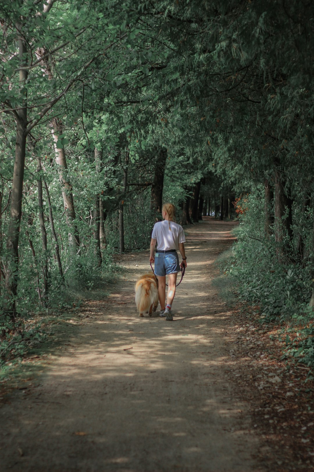 man in blue shirt walking with brown dog on pathway