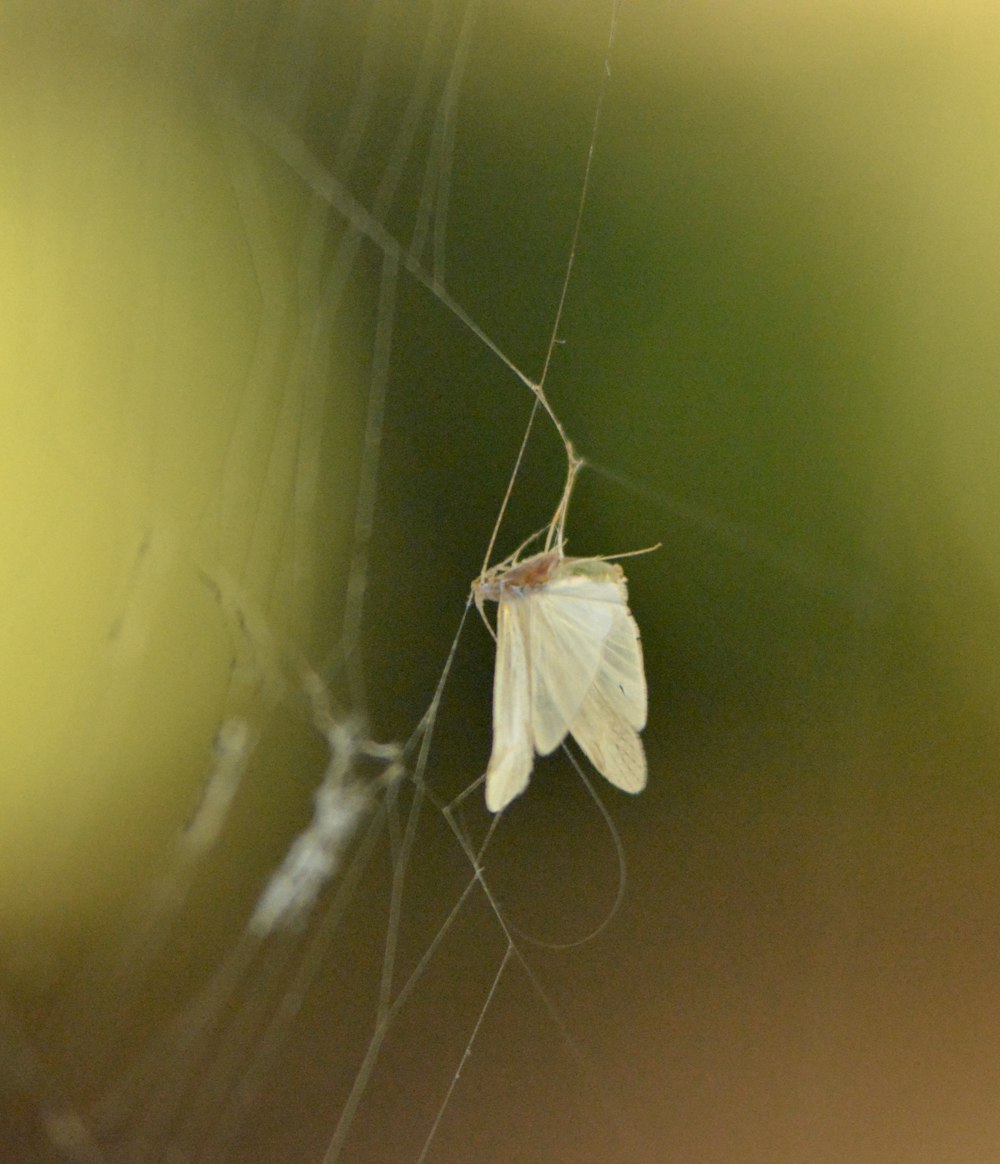 Papillon blanc perché sur une toile d'araignée en photographie rapprochée  photo – Photo Insecte Gratuite sur Unsplash
