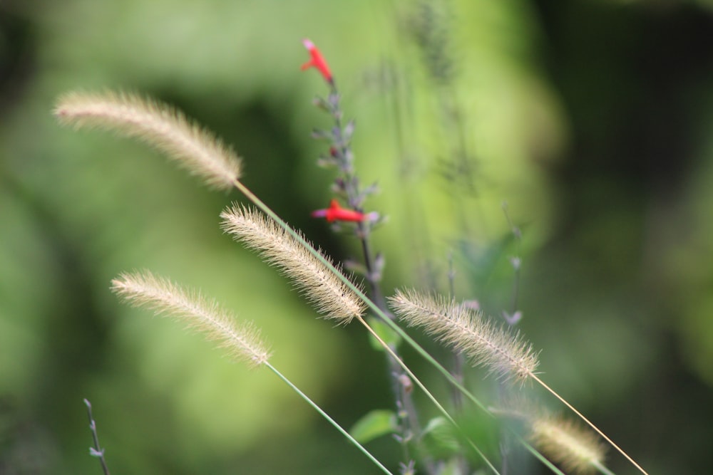red flower in green grass