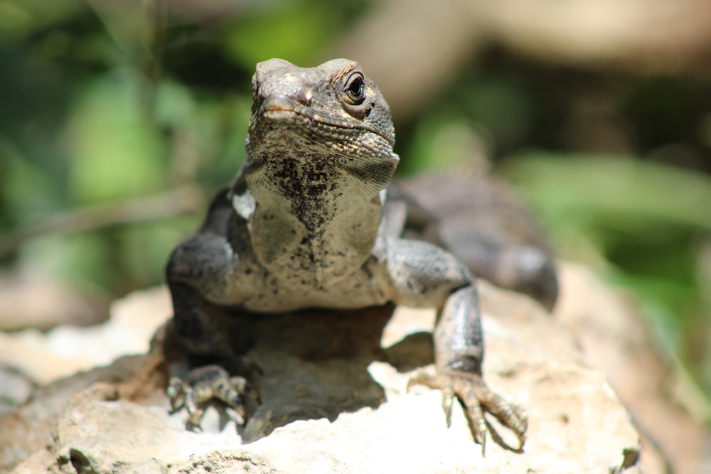 black and gray lizard on brown rock