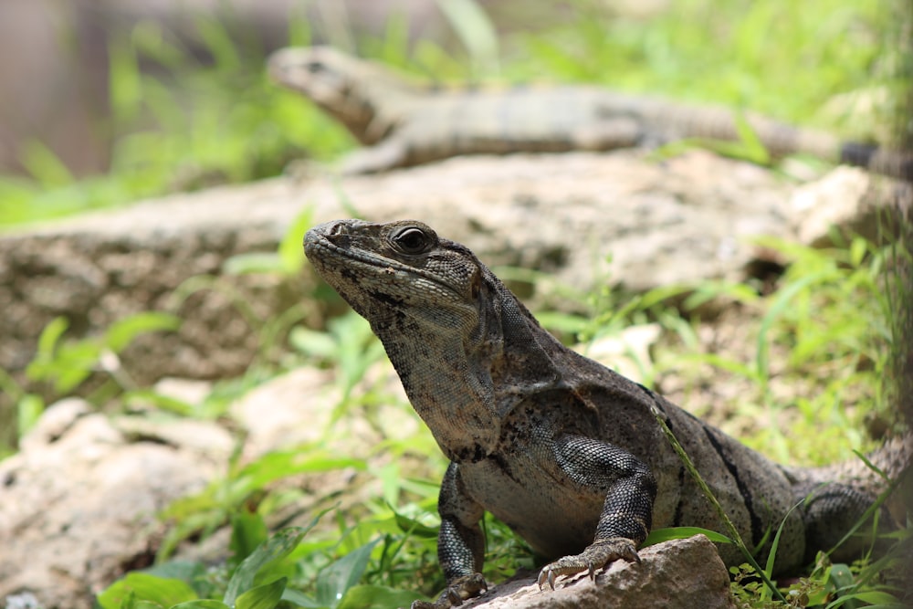 brown and black bearded dragon on green grass during daytime