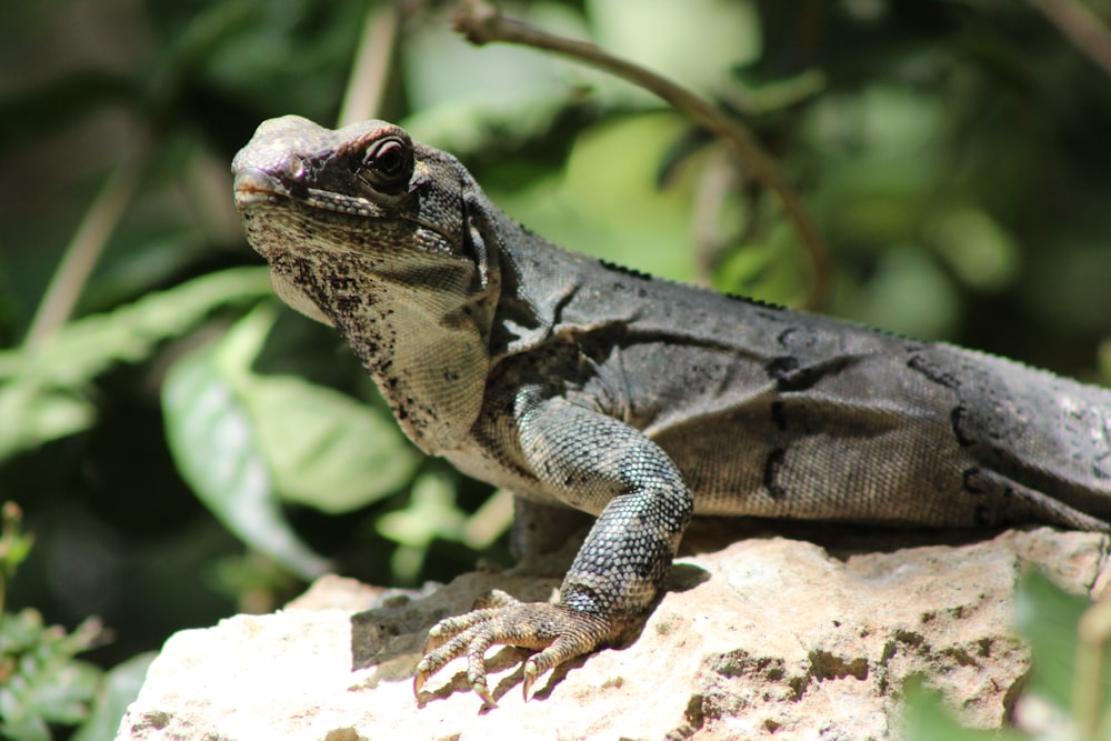 gray and black lizard on brown rock