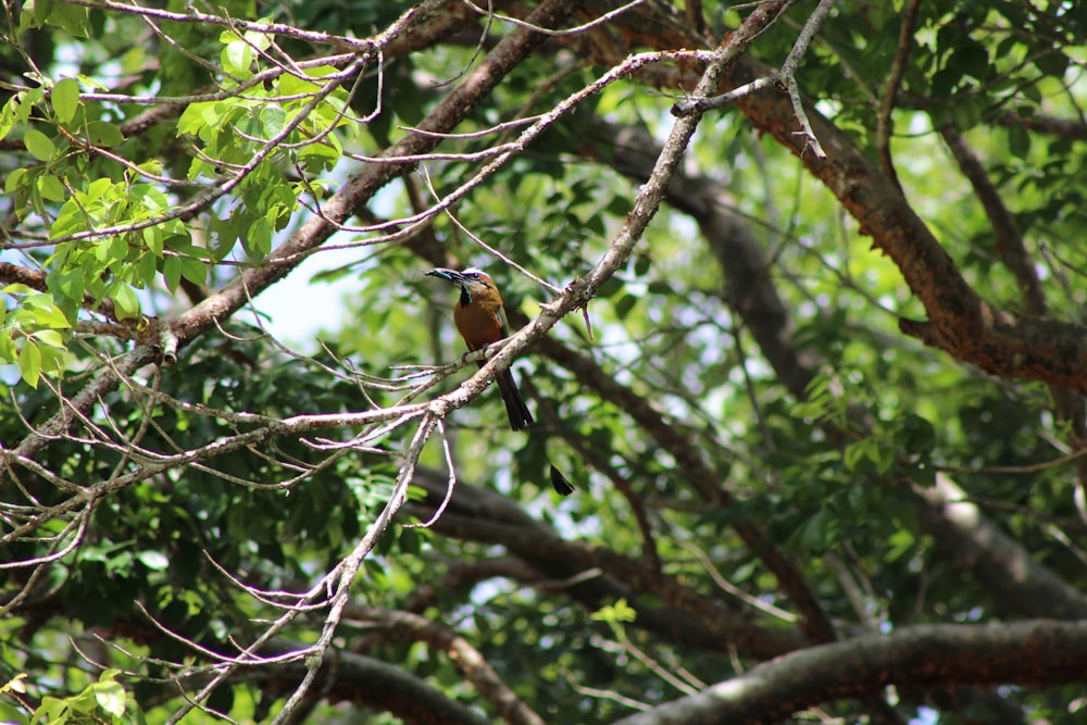 Uccello marrone e nero sul ramo dell'albero durante il giorno