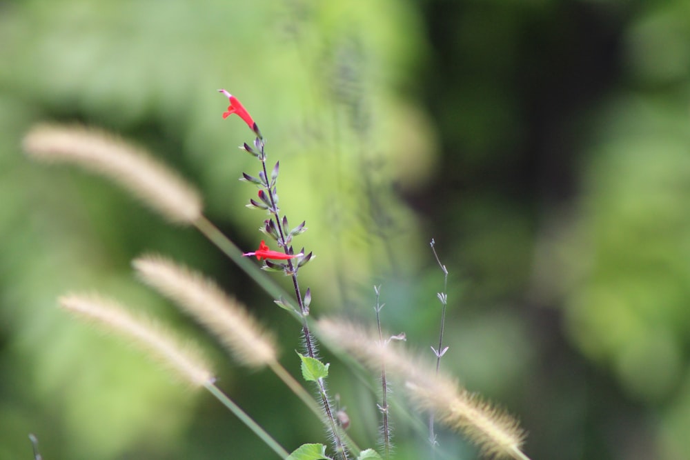 red flower in green grass during daytime