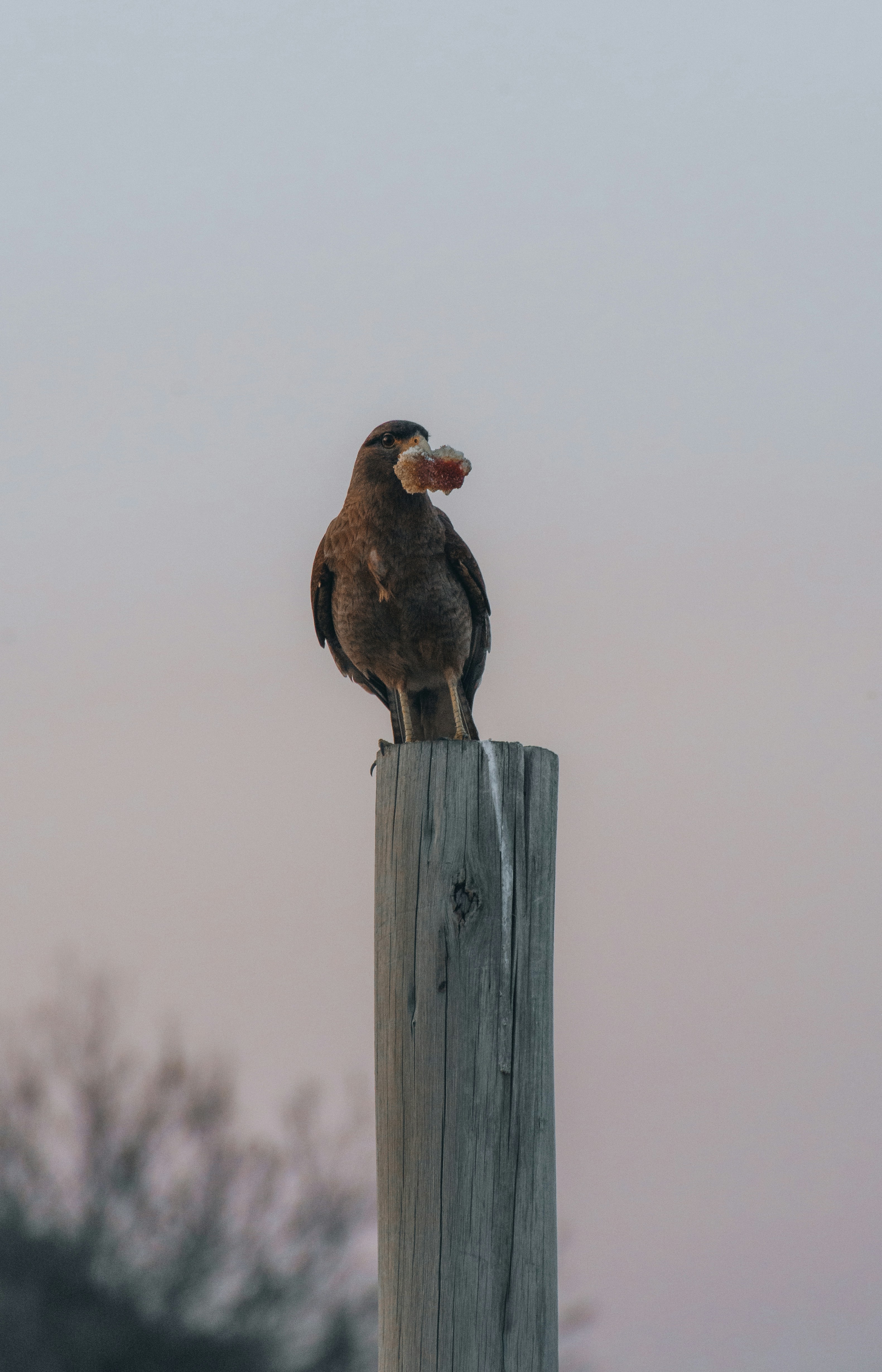 Photo by domiesharpin