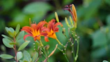 orange flower in tilt shift lens