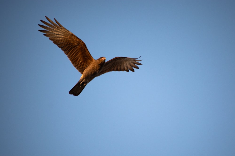 Uccello marrone e bianco che vola sotto il cielo blu durante il giorno