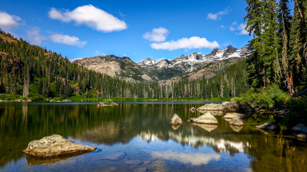 green trees near lake under blue sky during daytime