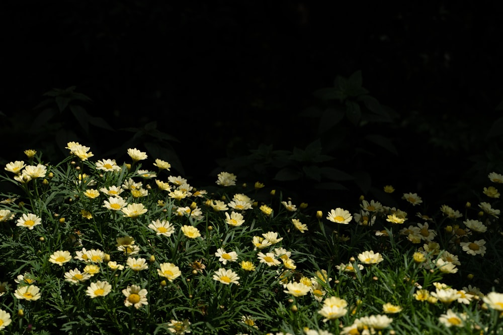 white and yellow flowers on green grass field