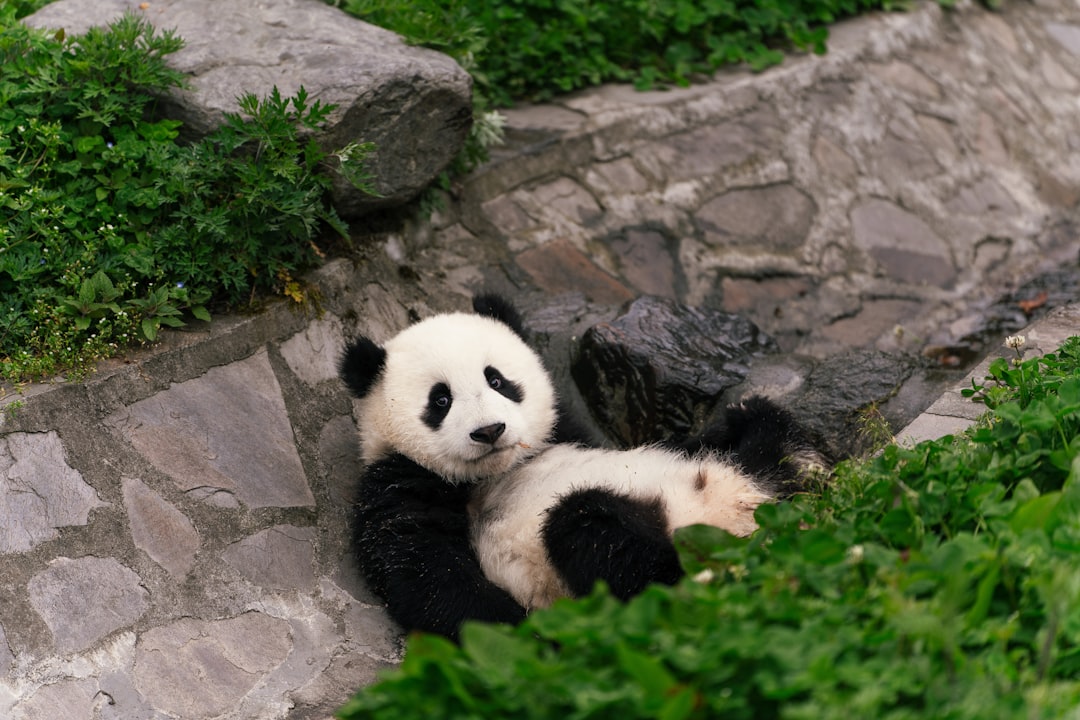  panda bear on rock formation panda