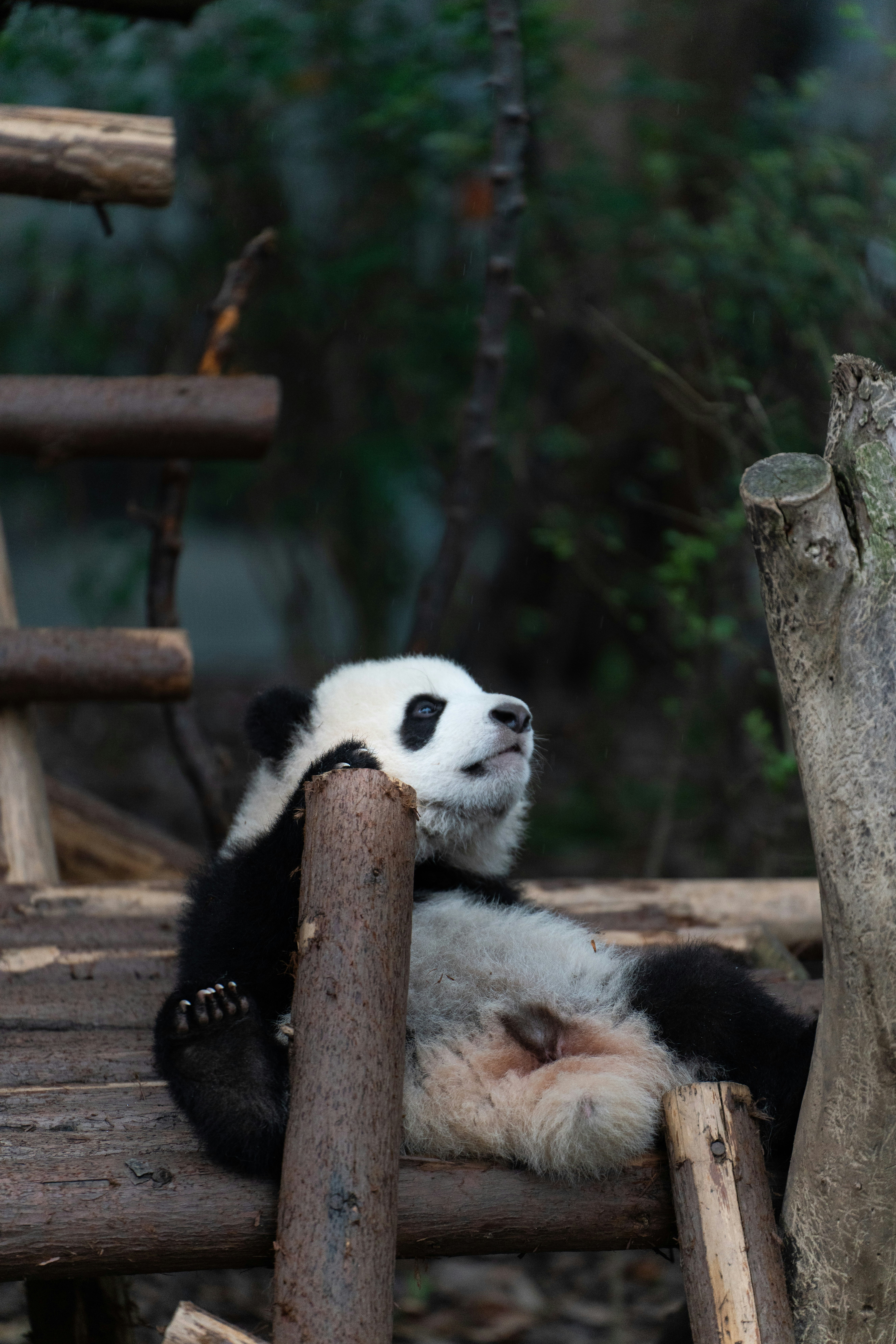 Oso panda en tablón gris cerca de planta verde foto – Imagen de Animal  gratuita en Unsplash, image size:3000x4498