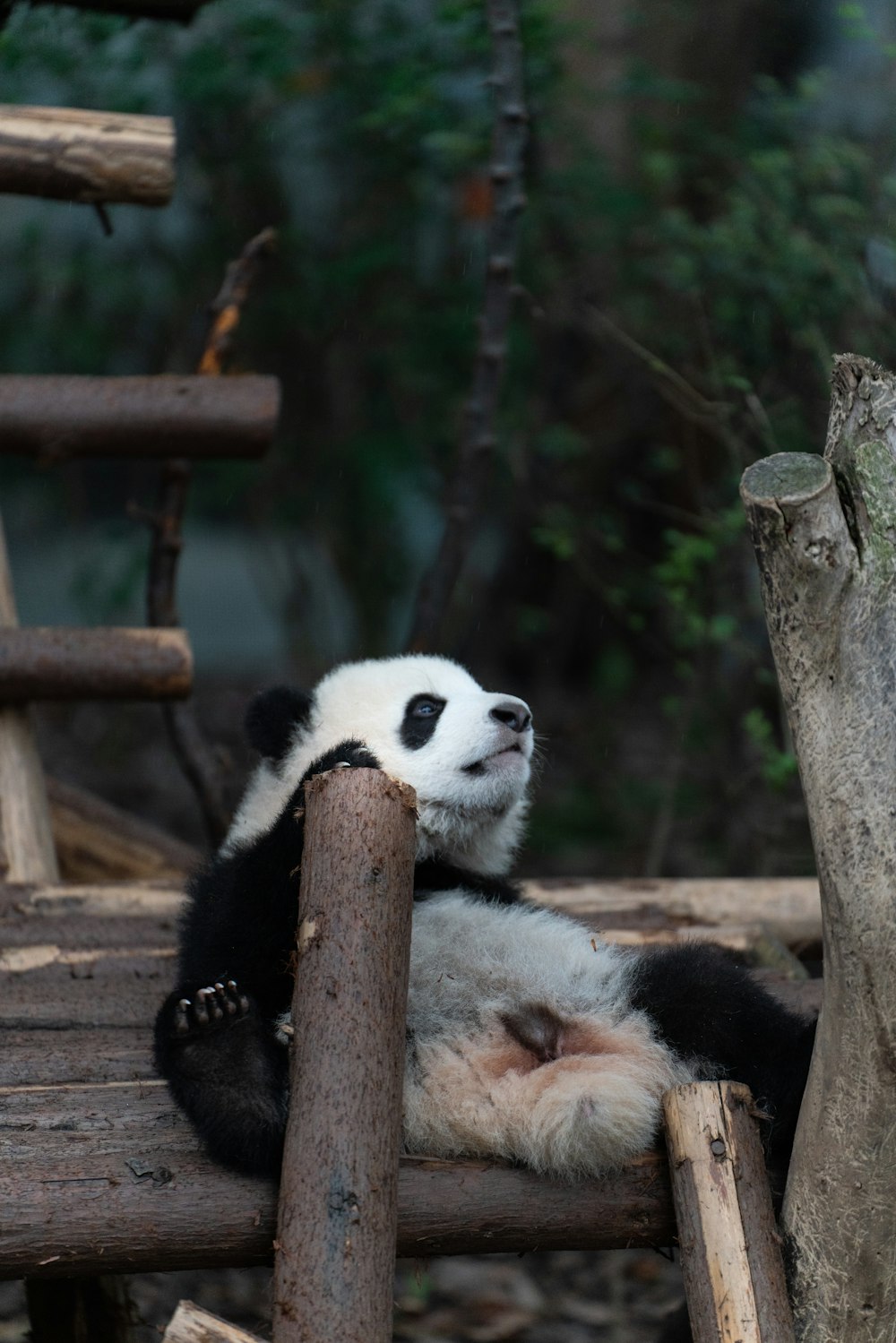 panda on tree branch during daytime