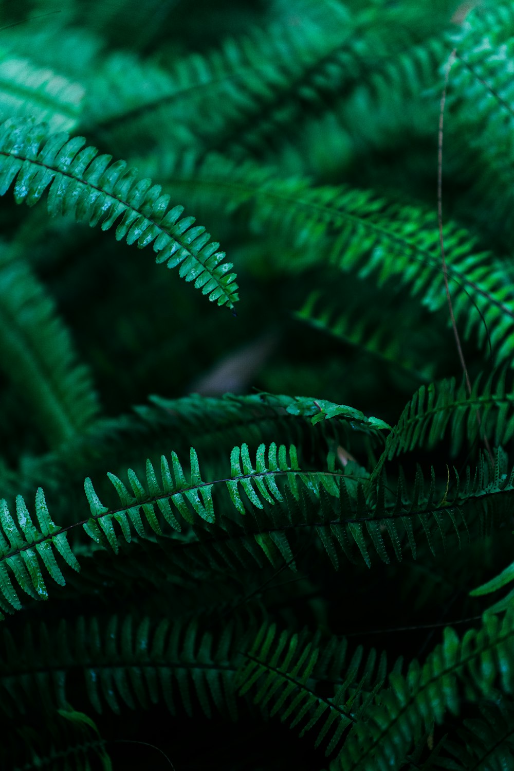 green fern plant in close up photography