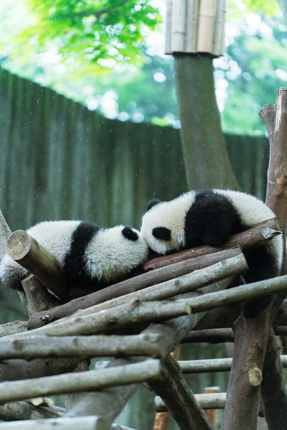 panda on brown wooden tree branch