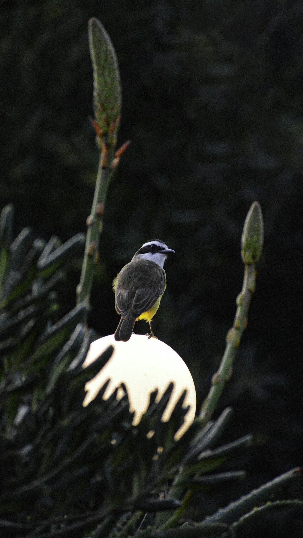 uccello bianco e nero sul ramo dell'albero