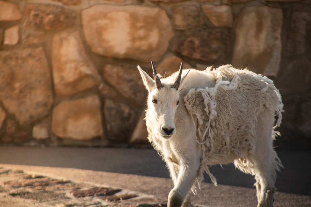 white sheep on brown soil during daytime