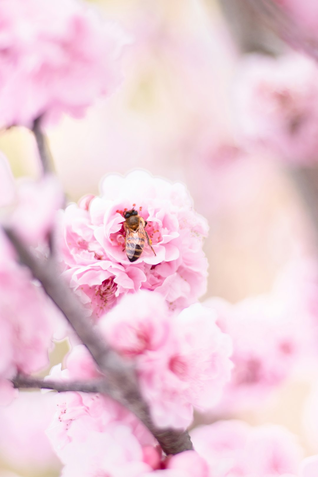 pink cherry blossom in bloom during daytime