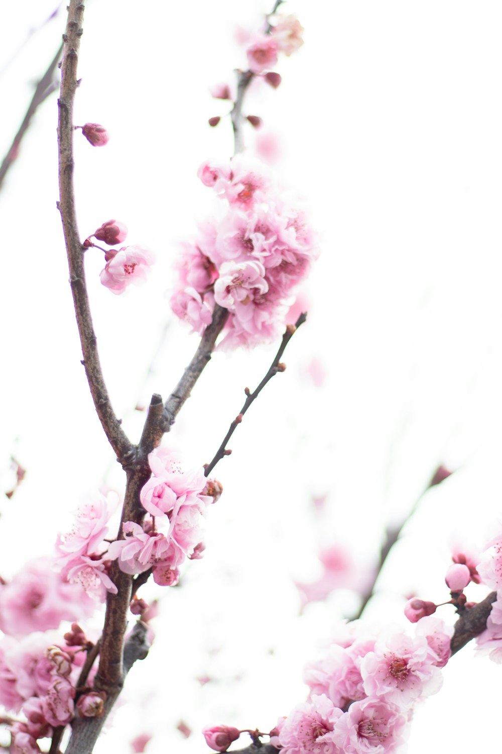 pink cherry blossom in close up photography